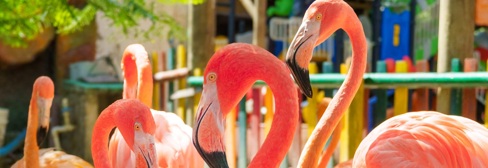 home-galeria-full-flamencos
